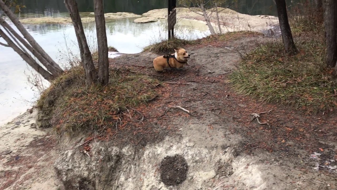 Corgi zoomies