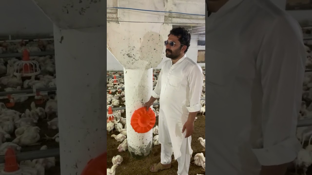 Dawood Khan Poultry Farming Sargodha