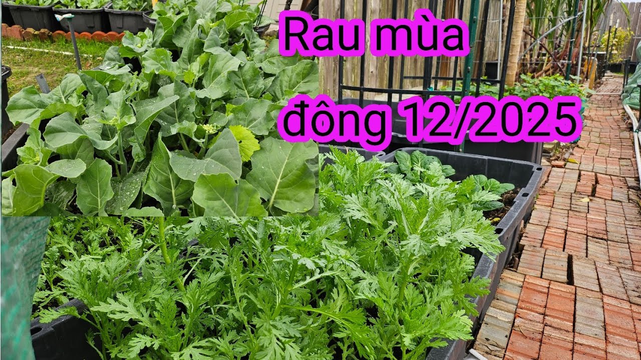 #630:Rau Tần ô đầu mùa, cải làn & xà lách dai non xanh mướt thấy mê luôn. 