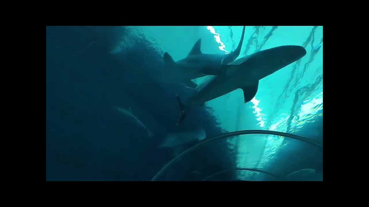 Sentosa Singapore Oceanarium 1 Thủy cung Sentosa Singapore 1