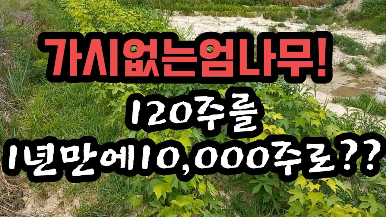 가시없는엄나무 묘목수늘리기