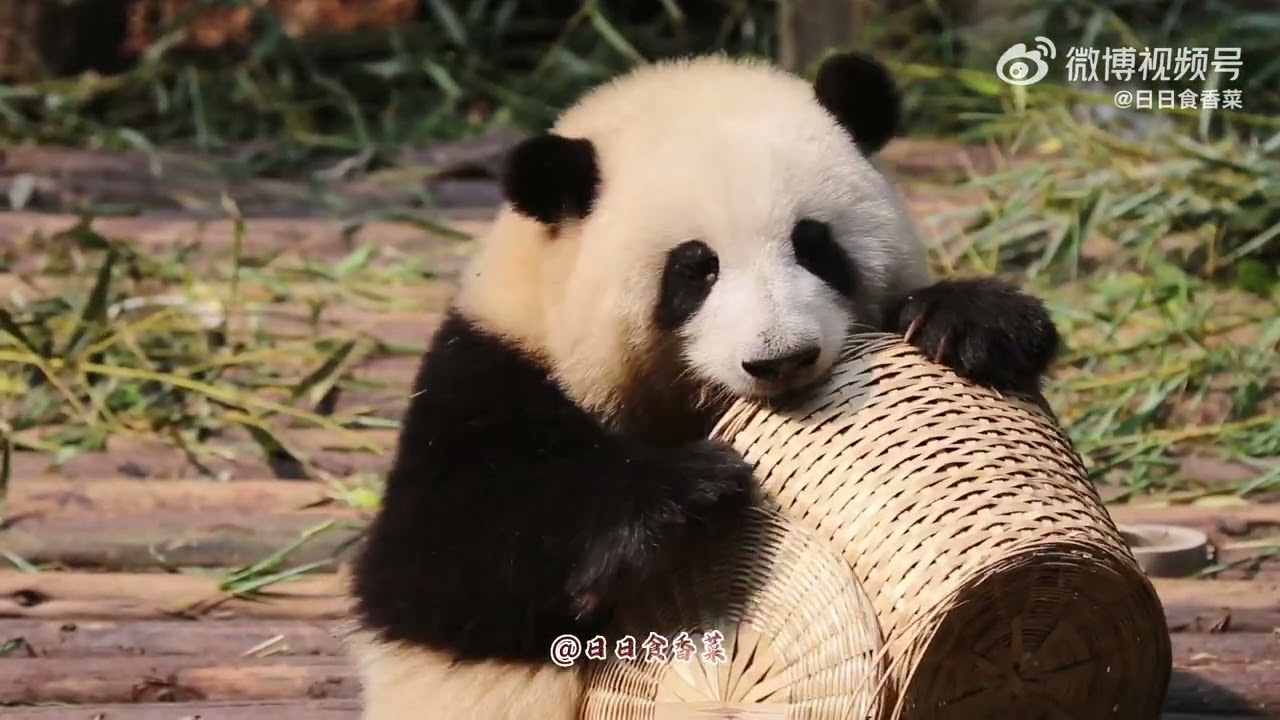 0704花叶两岁生日🎀🌸花花玩竹桶~HeHua & HeYe Birthday: Hua Hua plays with the bamboo bucket
