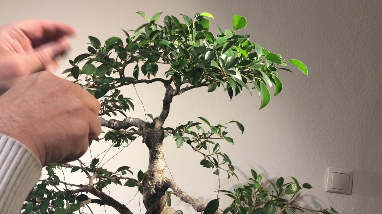 Ficus Tiger Bark режется и перематывается - находим чешуйчатых насекомых