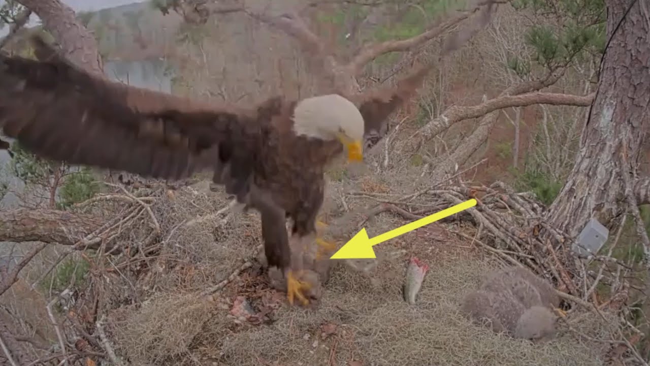 Andria III land on small eaglet with stick | Kisatchie National Forest E-3 | Feb 21, 26