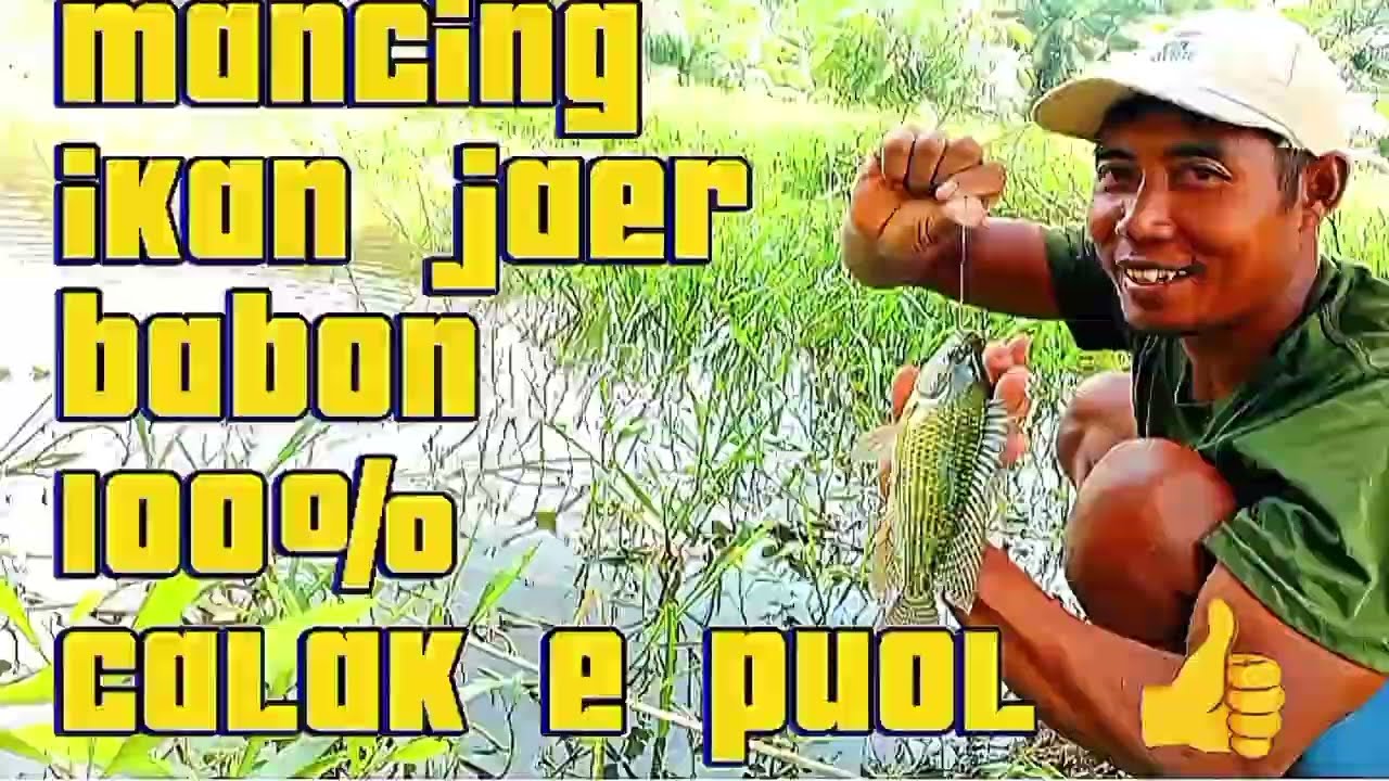 Calak e puol!!!! Mancing ikan nila babon dapat banyak