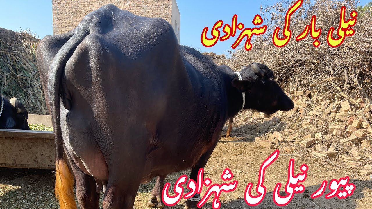 پیور نیلی کی شوقین دوجن جھوٹی for sale in pakistan on youtube 25/01/2026