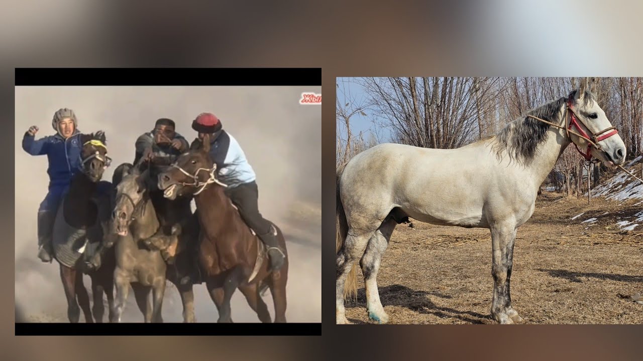 Тогуз Карага Салган Аравандагы Миллион🔥