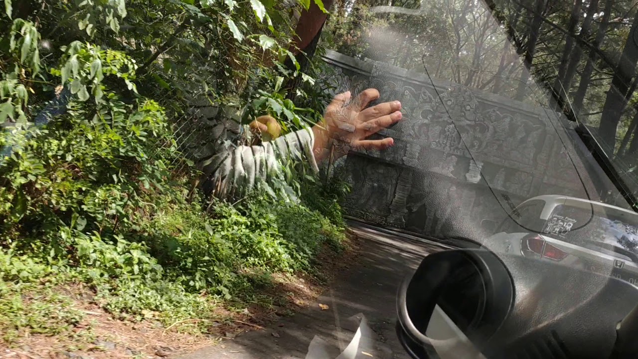 Dikejar singa di hutan taman safari prigen