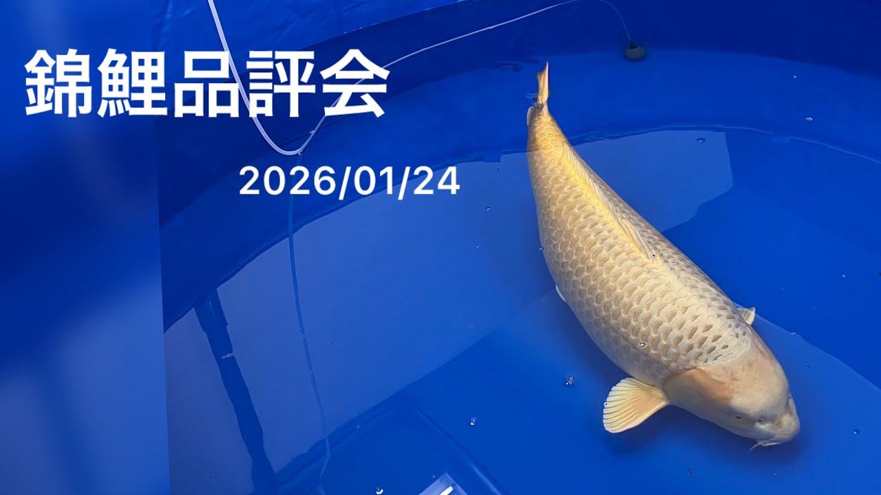 錦鯉品評会　2026/01/24