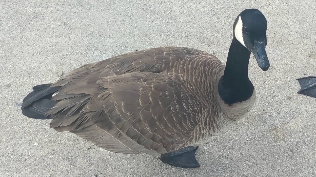 WHAT THE DUCK 🦆 😍