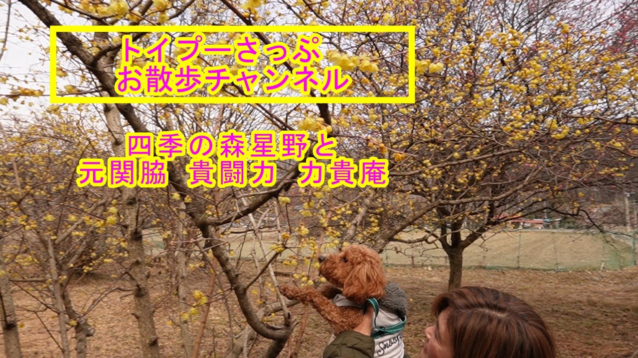 (犬連れ)四季の森星野の蝋梅鑑賞と、元関脇の貴闘力さんの十割蕎麦『力貴庵』でランチ