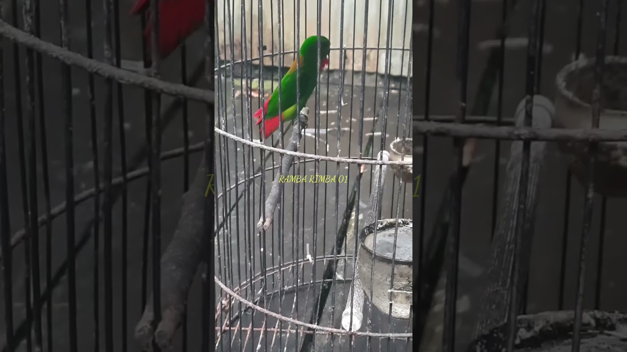 Serindit Jantan Main Singa - Singa 