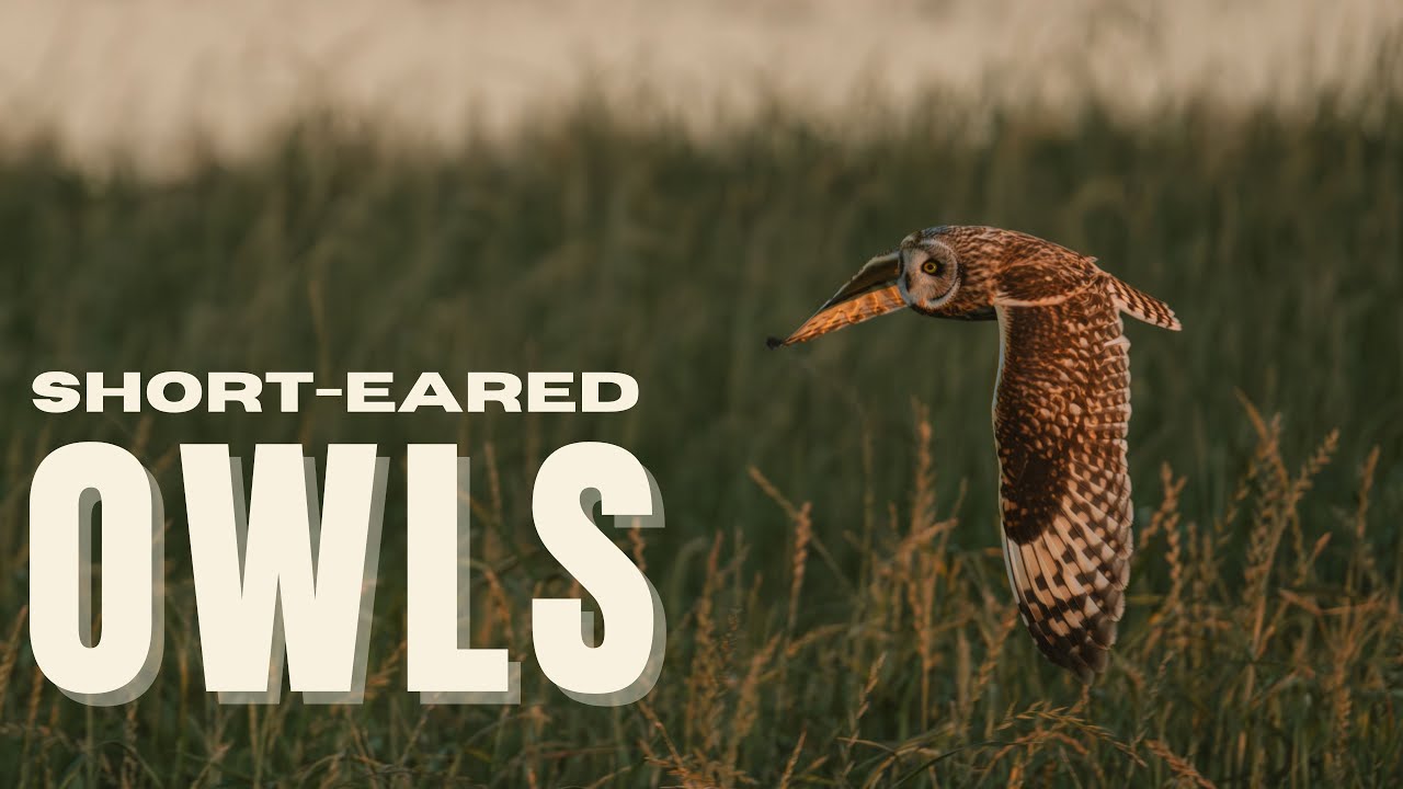 Washington wildlife photography | Short-eared owls