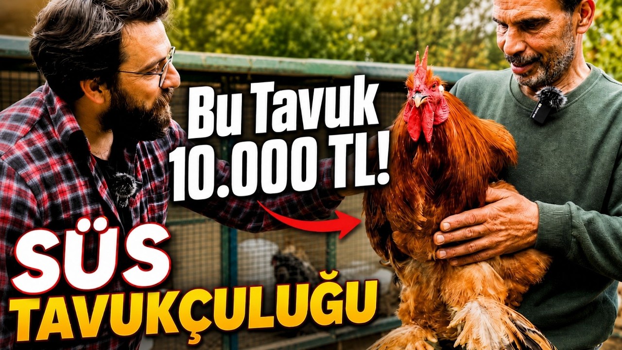 10.000 LİRA'YI BULAN ÖZEL TAVUKLAR! 30 YILDIR BU İŞİ YAPIYOR. A'DAN Z'YE TÜM DETAYLAR ve FİYATLARI