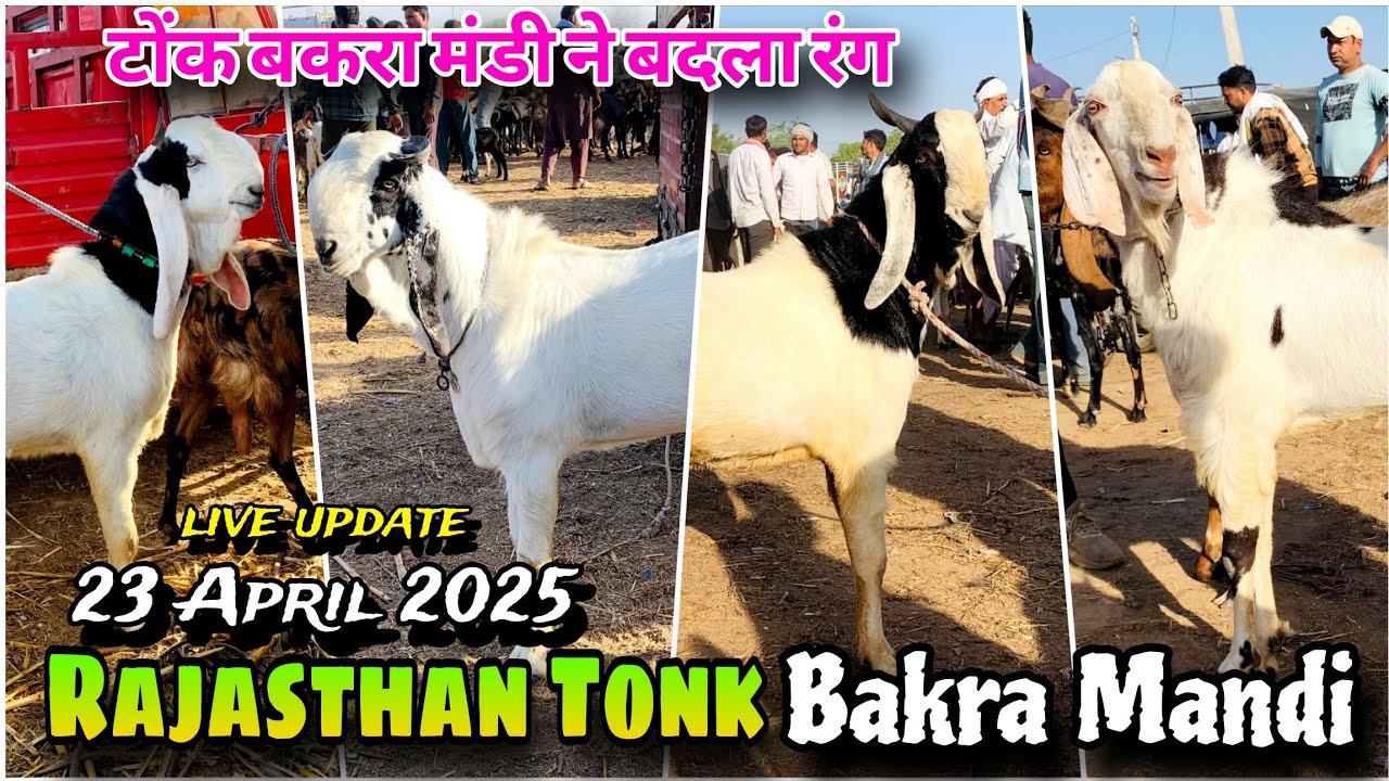 Rajasthan bakra mandi Tonk goat market live update 23,4,2025 || #tonkbakramandi #tonkgoatmarket