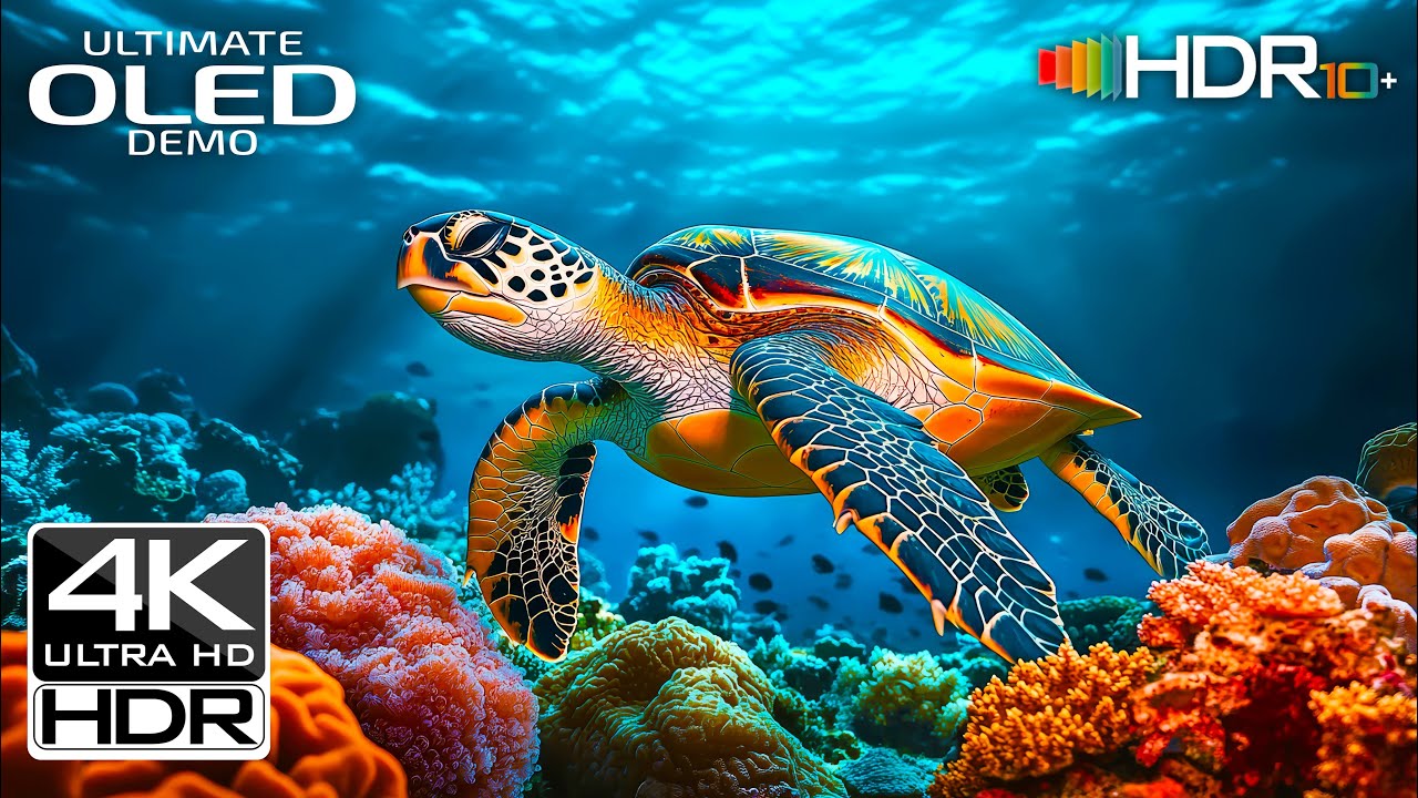 Best of 4K HDR 60FPS UHD | OLED DEMO | Real HDR Test 4K ULTRA HD VIDEO