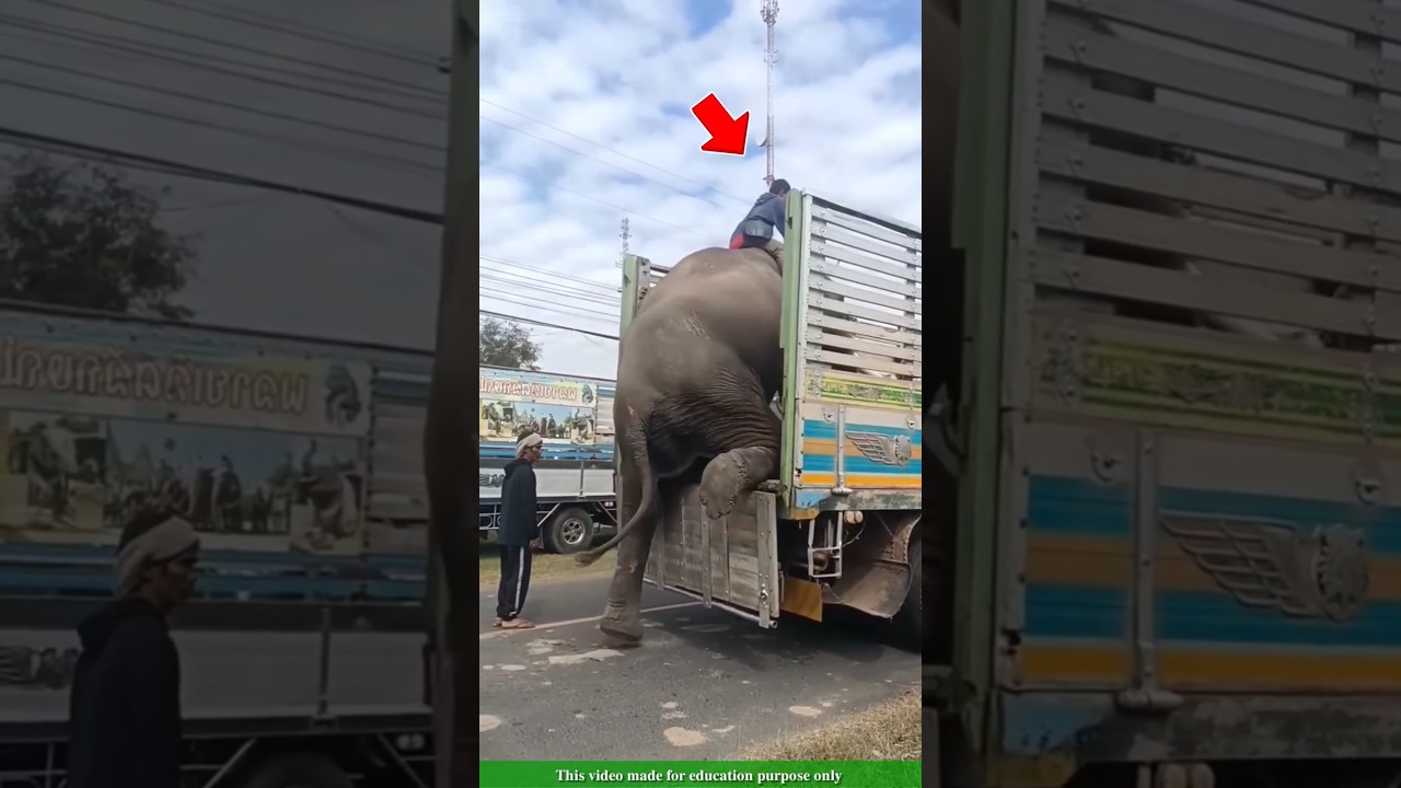 The elephant easily climbed onto the car |#shortsvideo