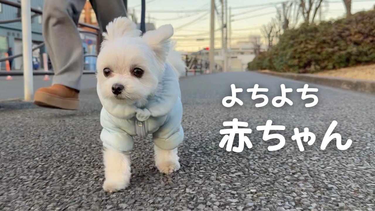 おもちゃみたいに歩く1.8kgのマルチーズ