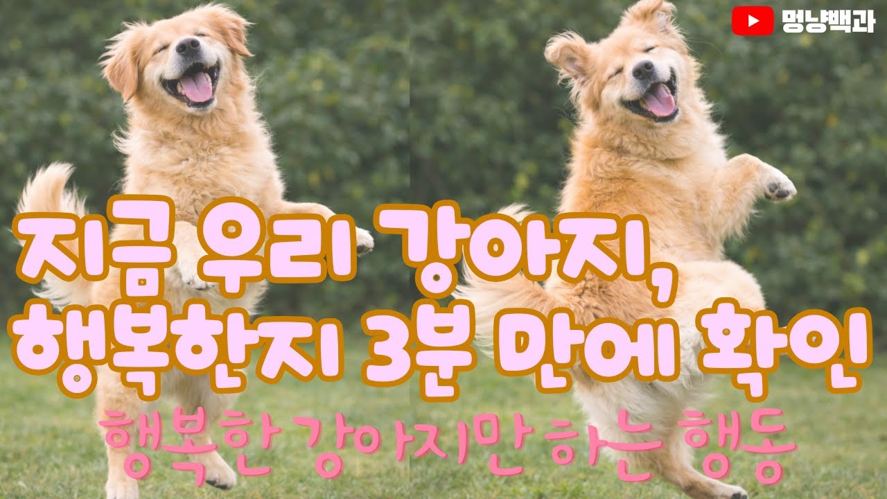 이게 보이면… 강아지는 완전 행복