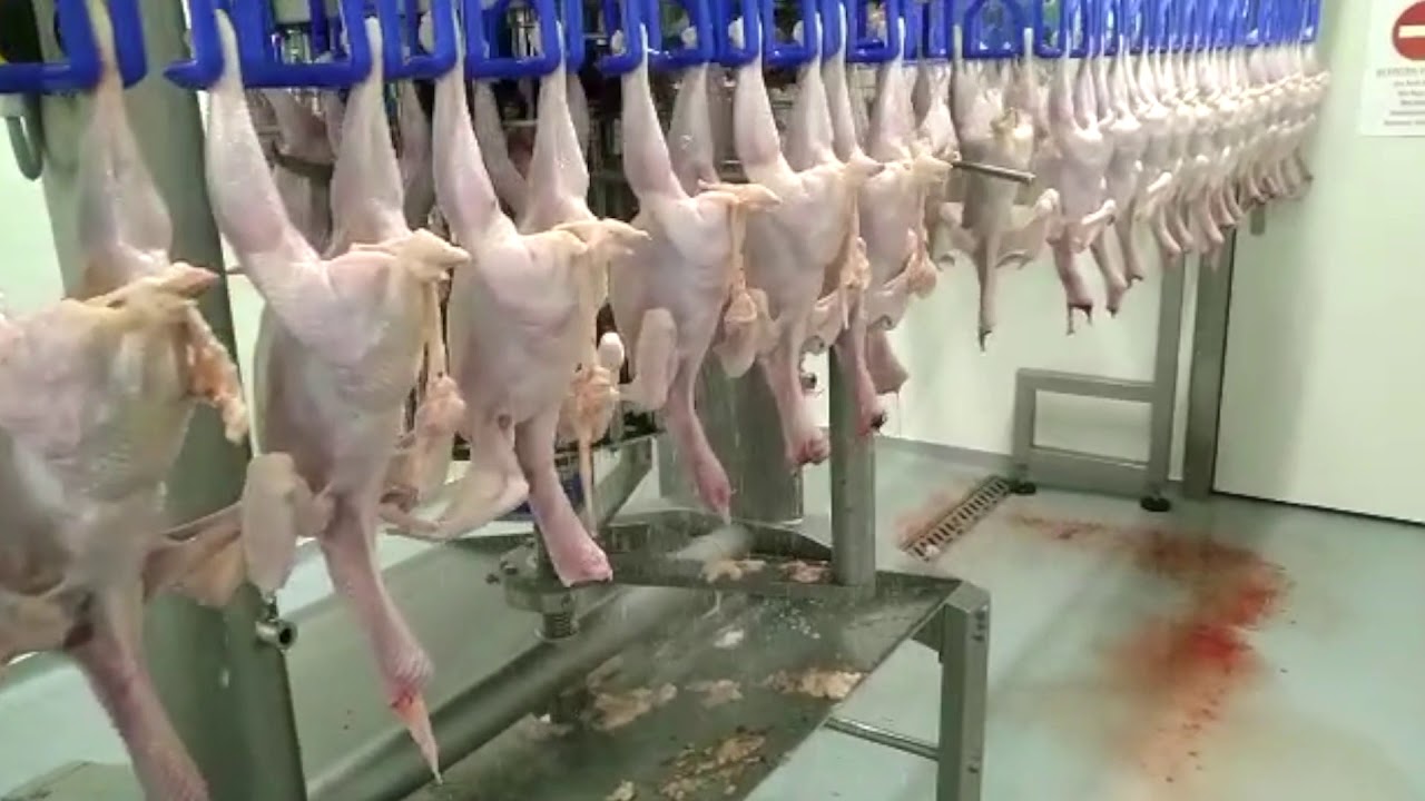 First test run of the 4000 birds per hour poultry processing line, complete factory installation