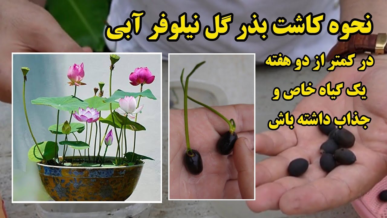 صفر تا صد کاشت بذر نیلوفر آبی / از نحوه کاشت بذر تا پرورش و نگهداری نیلوفر آبی ( water lotus )