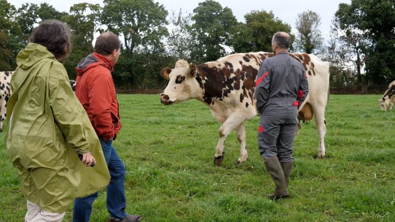 La résilience en élevage laitier biologique