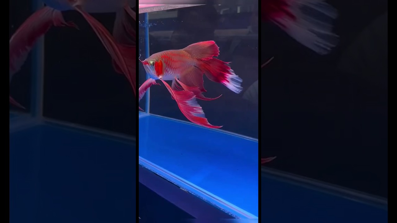 AROWANA SUPER RED KUMPAY PT AROWANA LESTARI PUTUSSIBAU #arwanakapuashulu #arwanagoldenred #kumpay