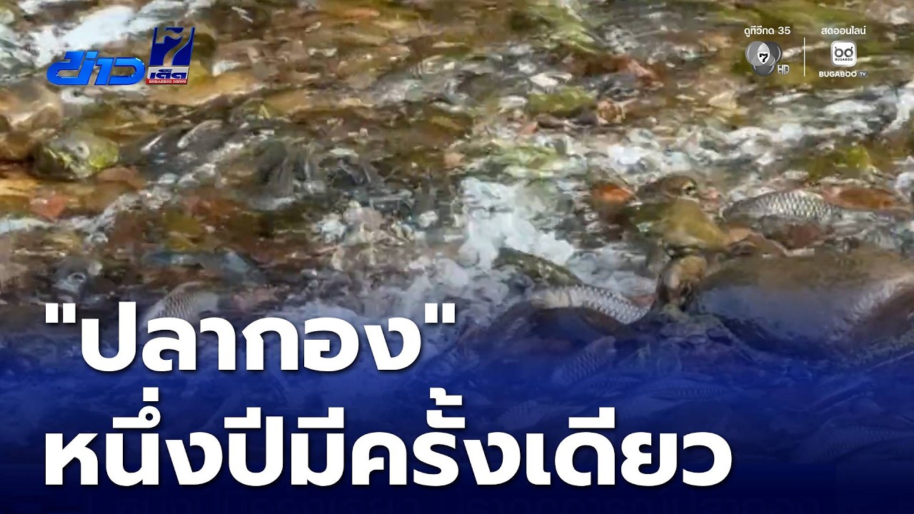 หนึ่งปีมีครั้งเดียว ปรากฎการณ์ปลากอง | ข่าวเด็ด 7 สี