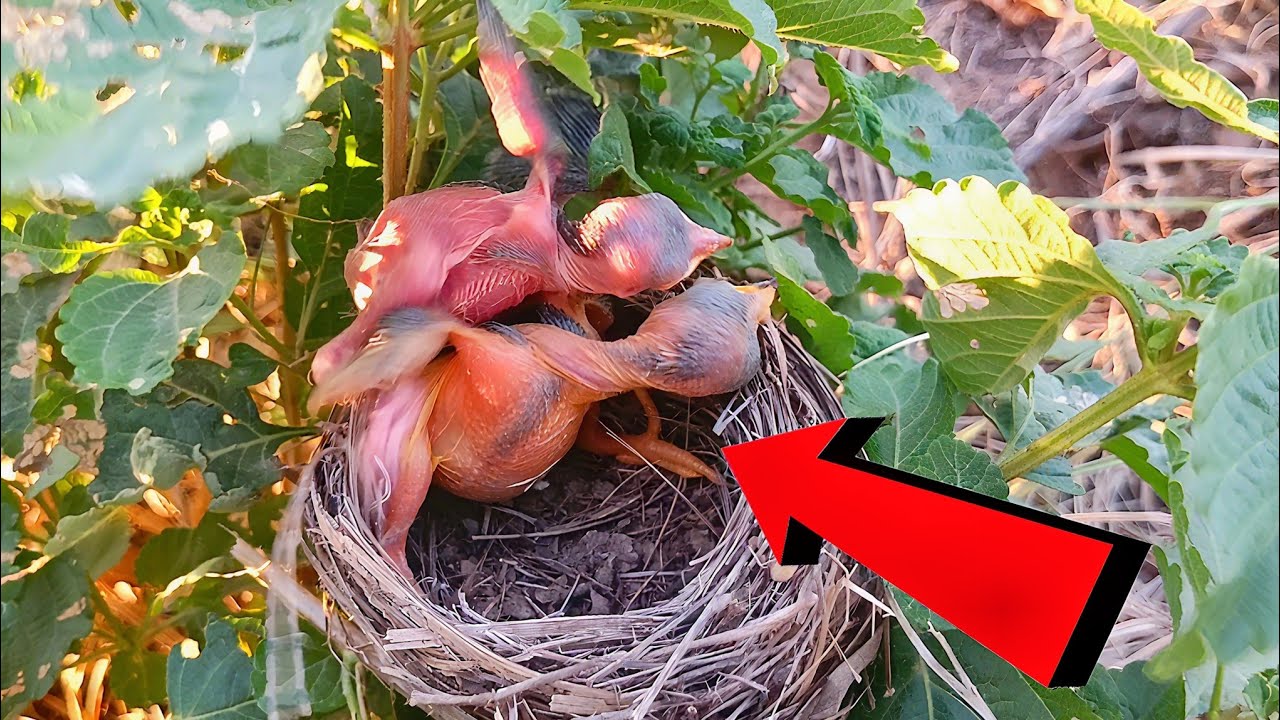 Cuckoo Baby raised the baby on itself and the whole head of Cuckoo Baby turned upside down. 