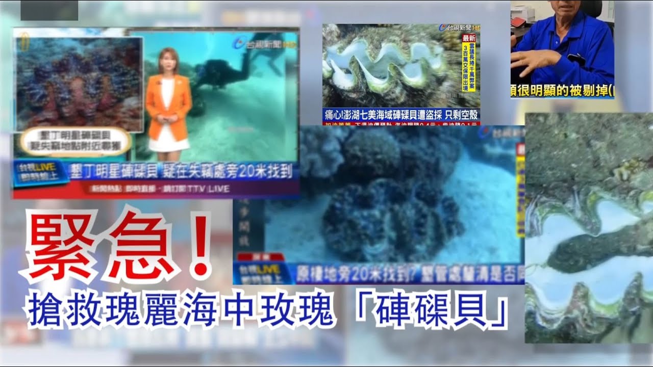 緊急！搶救瑰麗海中玫瑰「硨磲貝」 觀音山 保育放流活動 邀請您護持響應