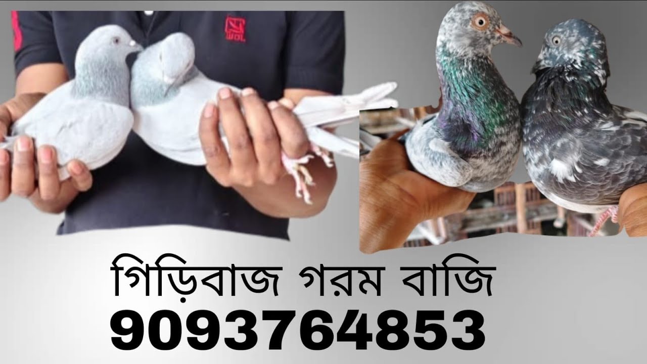 : গিড়িবাজ গরম বাজি :  M . 9093764853                                                          