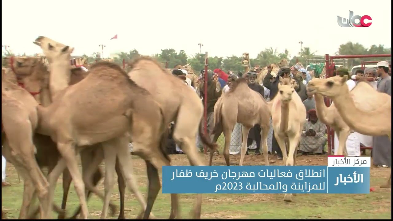 انطلاق فعاليات مهرجان خريف ظفار للمزاينة والمحالبة 2023م