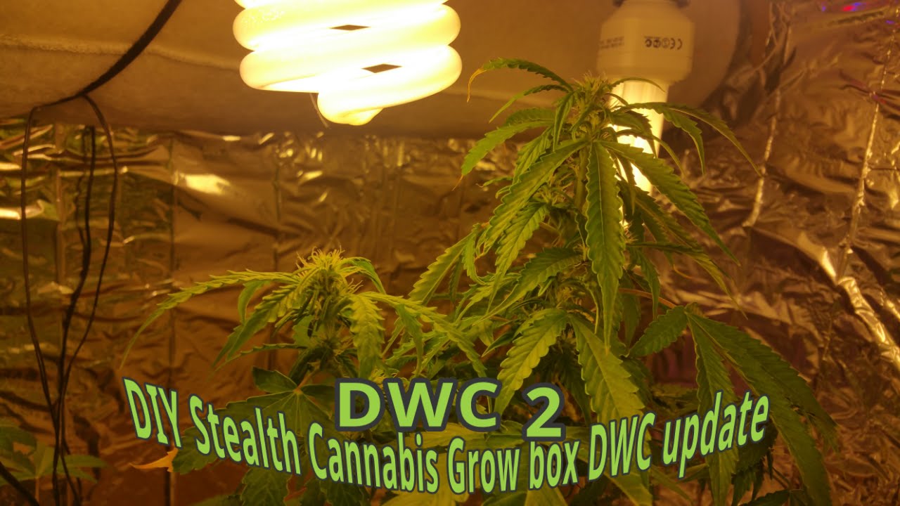 DIY Stealth Cannabis Grow box update video DWC LED CFL 2