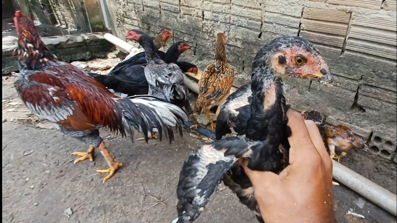 GALO MURA - OLHA A EVOLUÇÃO DA CRIAÇÃO, OS MELHORES! 