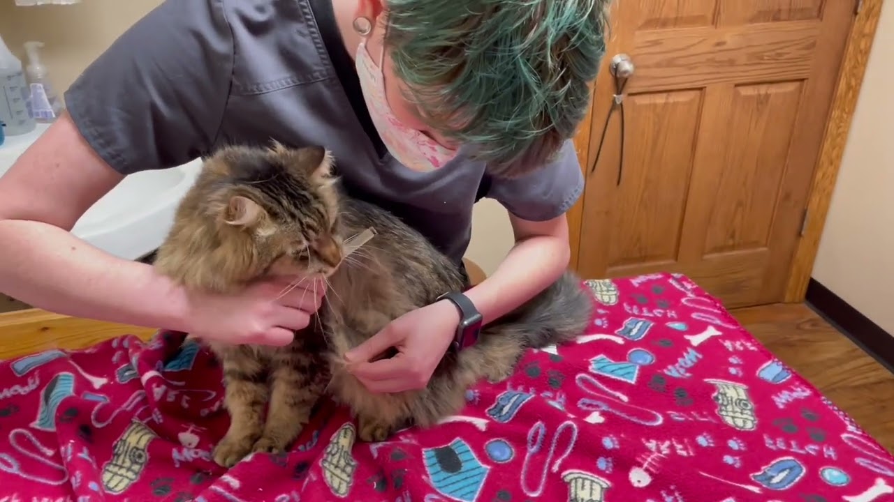 How To Brush Long Hair Cats - Brushing Out Mats