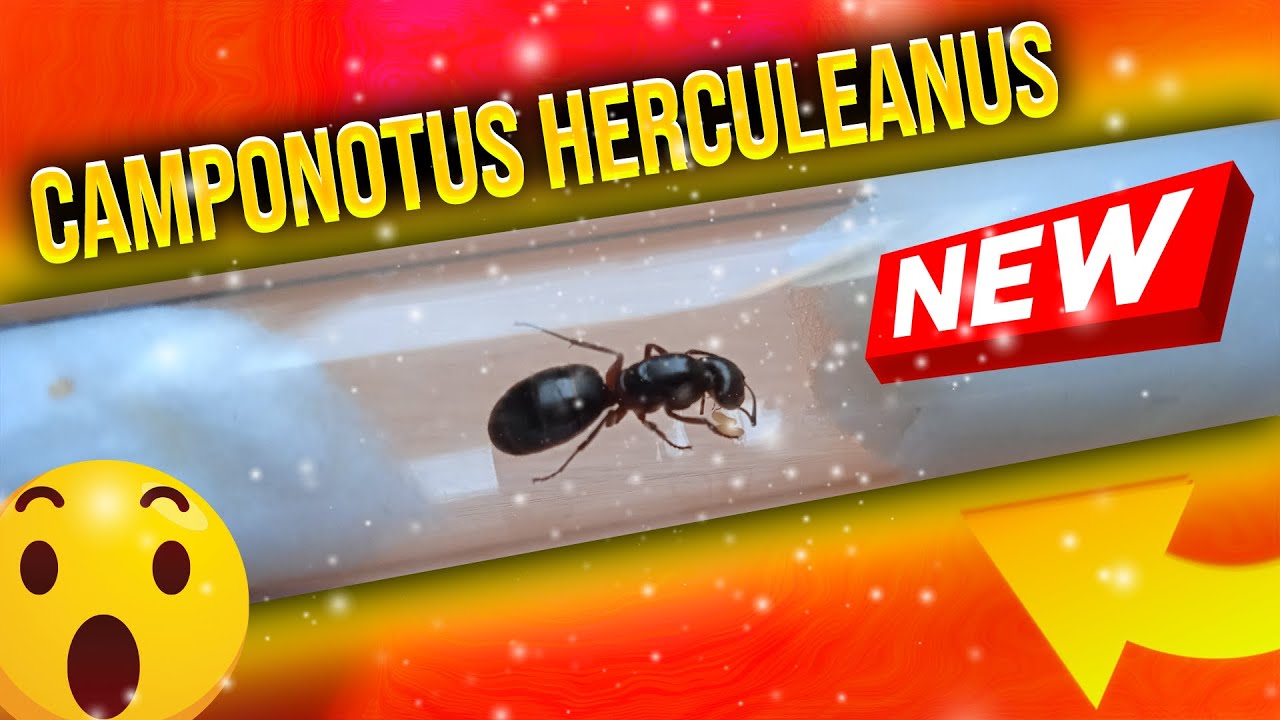 NOWA SAMOTNA Q CAMPONOTUS HERCULEANUS | Kubsonix Ants #mr&oacute;wki #ants