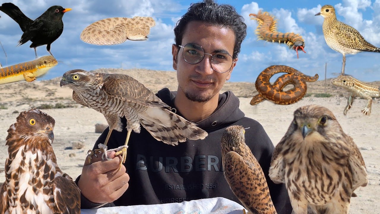 الحياة البرية في مطروح _ الجزء الثالث