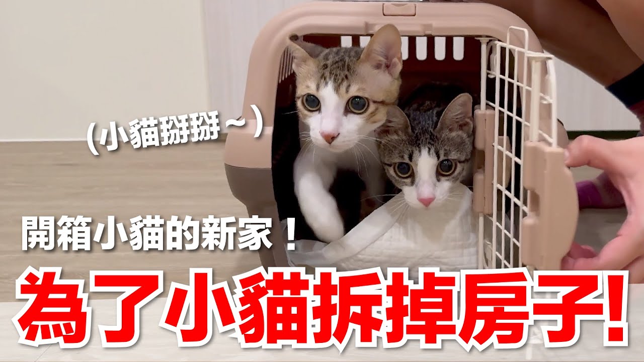 【好味小姐】小貓再見！為小貓打造的新家開箱！｜好味貓日常199