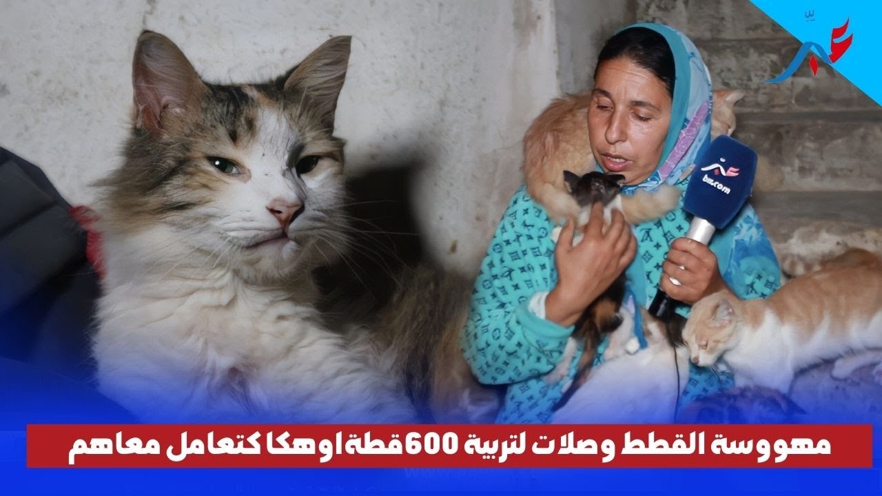 مهووسة القطط وصلات لتربية 600قطة وكتعاملهم فحال ولادها,كيلوحوهم ليا وكنمشي نجمعهم بالليل مانقدرش نعس