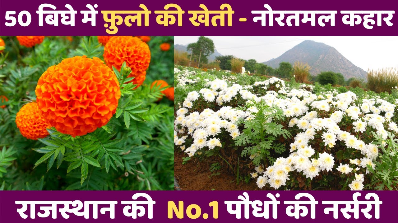 50 बिघे में फ़ूलो की खेती!राजस्थान की No.1पौधों की नर्सरी!Phulo ki Kheti!Fulo ki Kheti!Plant Nursery