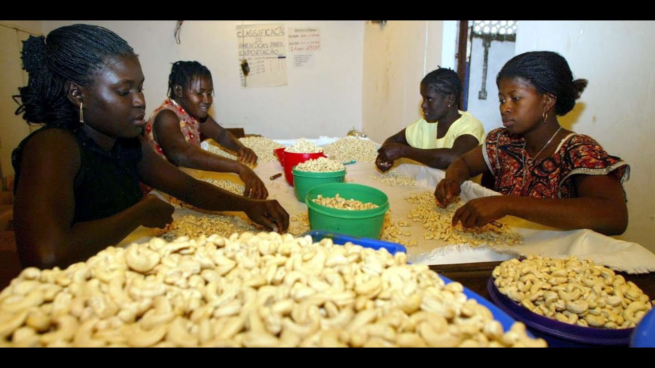 Pourquoi les cultivateurs africains d'anacarde ou noix de cajou enrichissent les autres