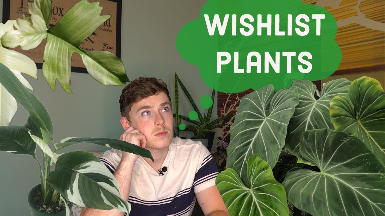 Houseplants I WANT! Wishlist Plants