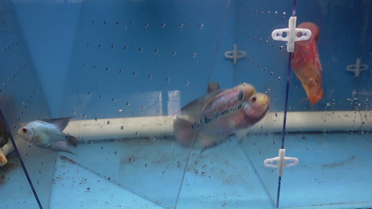 I got the wrong suction cups again this time not my fault!