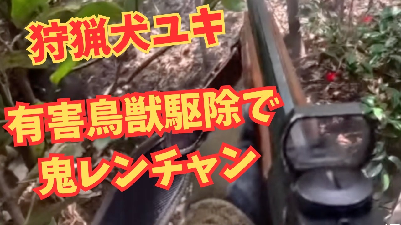 狩猟犬ユキがイノシシ🐗の有害鳥獣駆除で鬼レンチャン！！