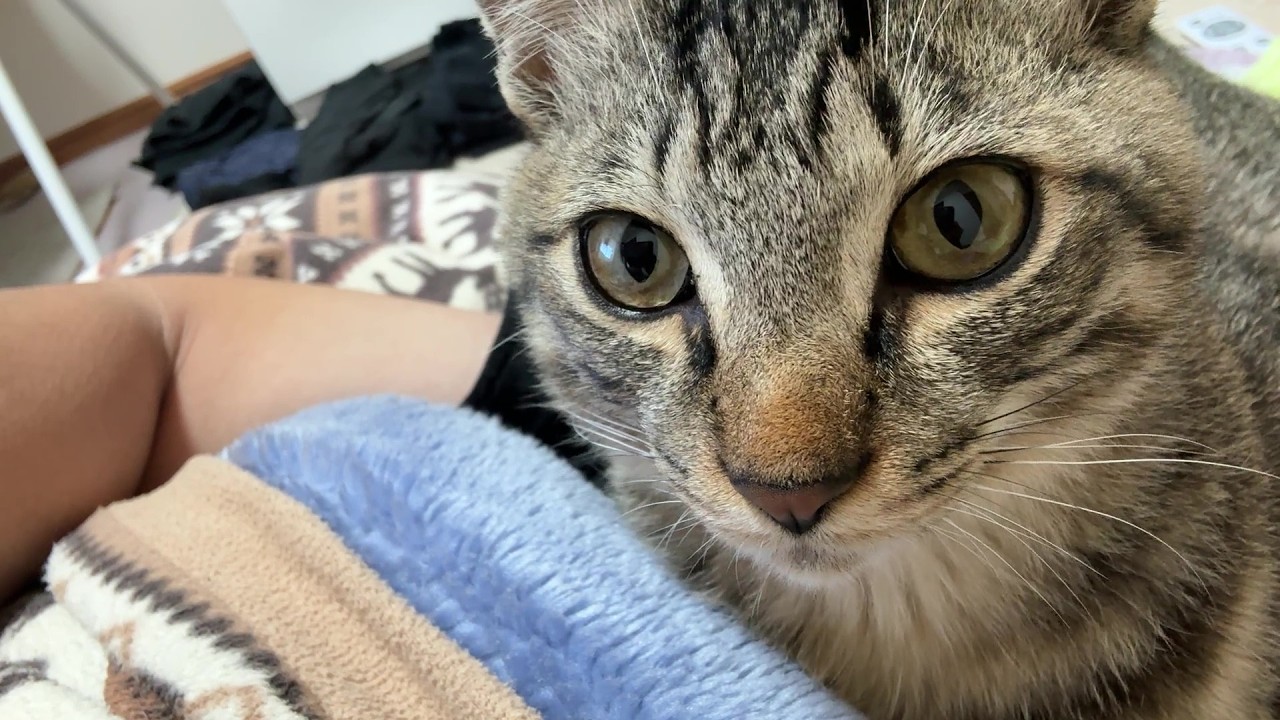 【保護猫】子猫を湯たんぽ替わりにしようとしたけど無理ゲーでした