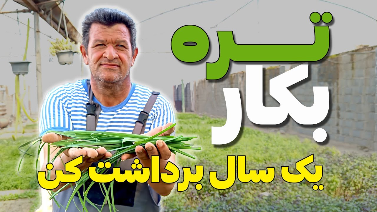 آموزش کاشت تره در خانه | با این ترفند تا یک سال داخل خونه تره داری