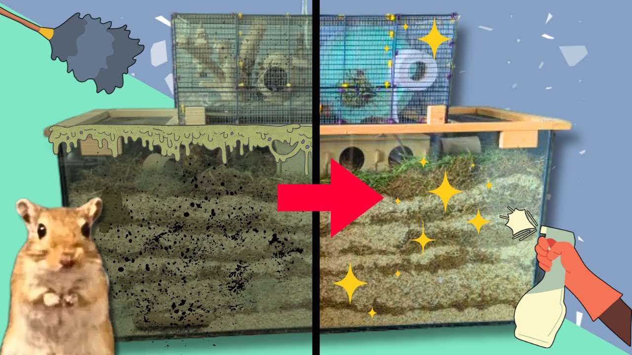 How Often Should You REALLY Clean Your Gerbil Tank? | Gerbil Cage Clean & Setup