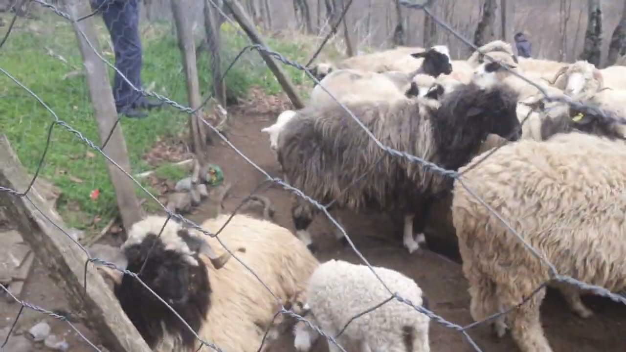 ordu akkuş salman hayvan pazari hayvan fiyatlari