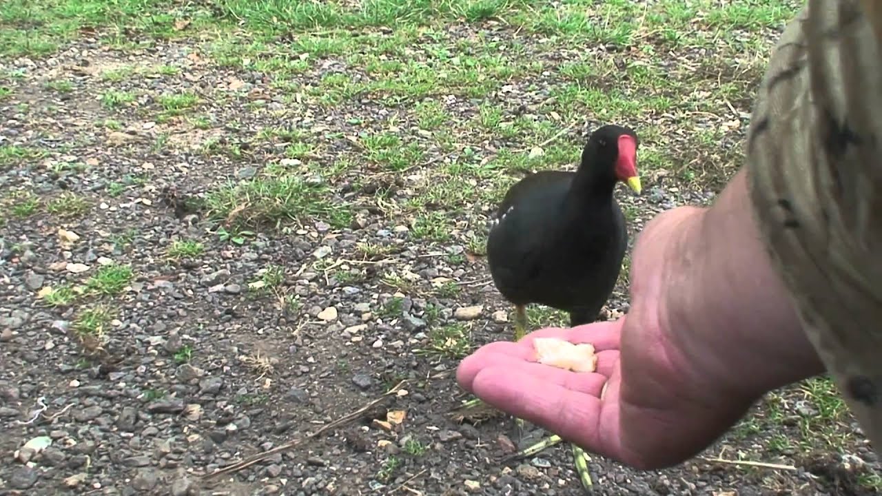 Moorhen feeding from hand
