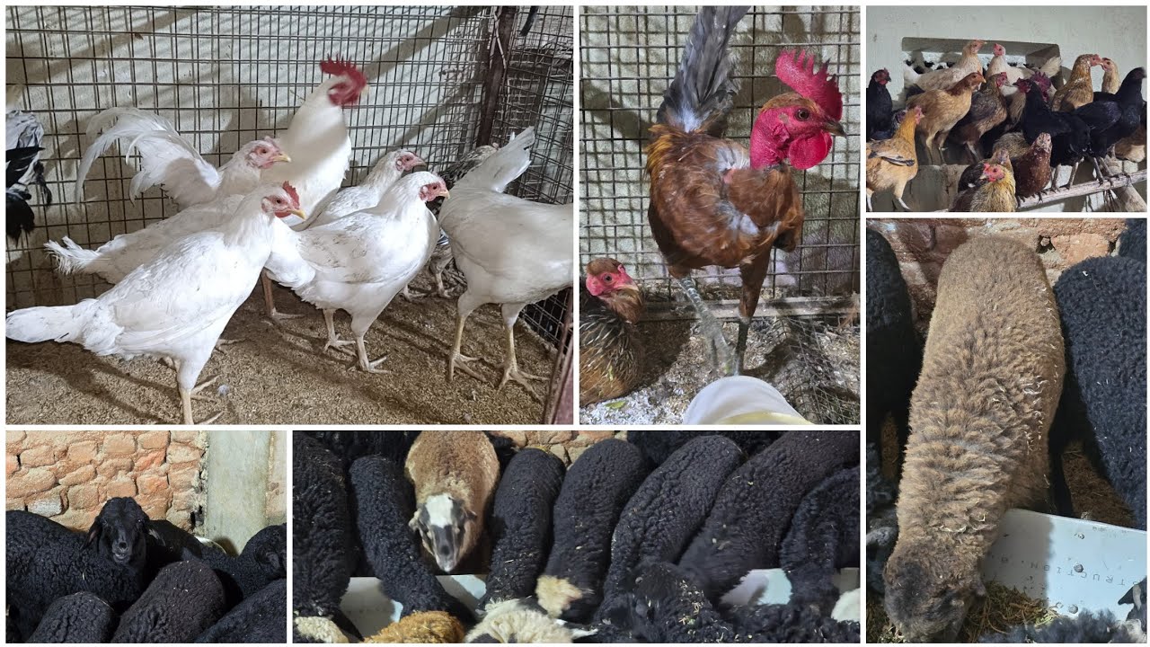 PURE DESI HENS AND KARNATAKA SHEEP'S AVAILABLE AT IR DESI FARM AT BARKAS CONT:7993776631